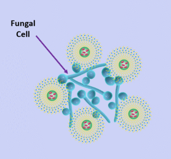 Silver-bearing nano-micelle at thermosensitive PEG-PCL hydrogel